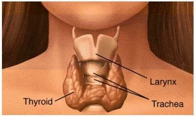 Строение щитовидной железы и её функция